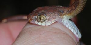 mo-ran-can-danh-con-gi